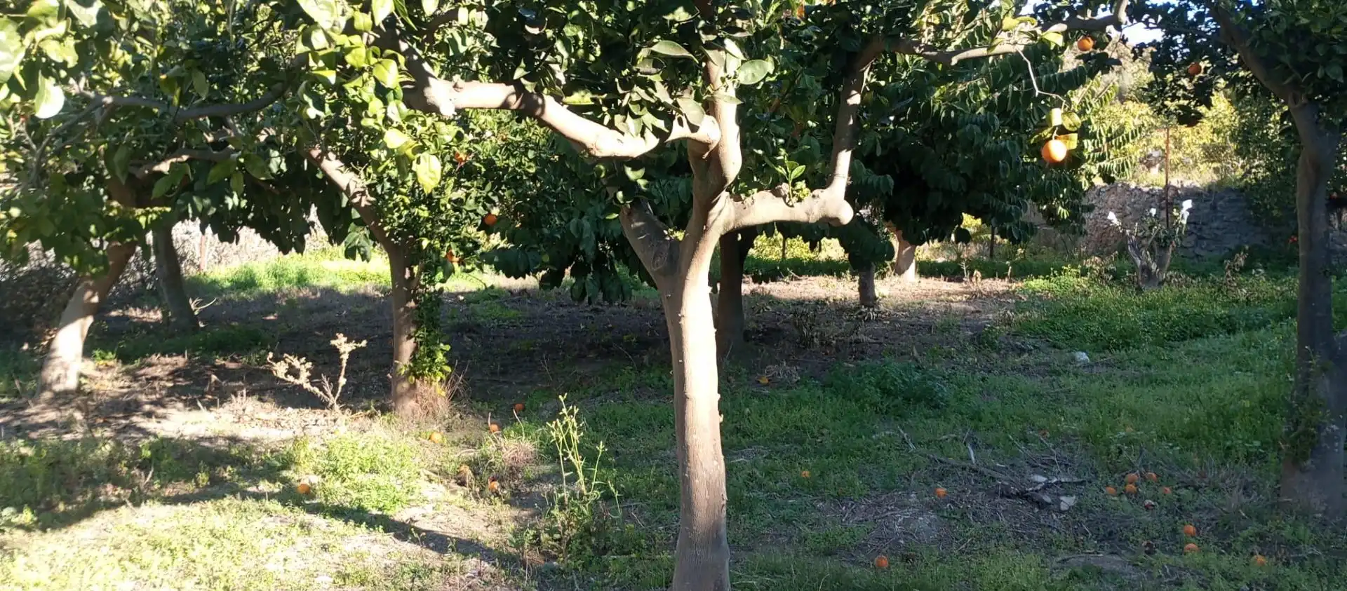 Casa rústica amb jardí en venda a Vélez de Benaudalla, imagen 23