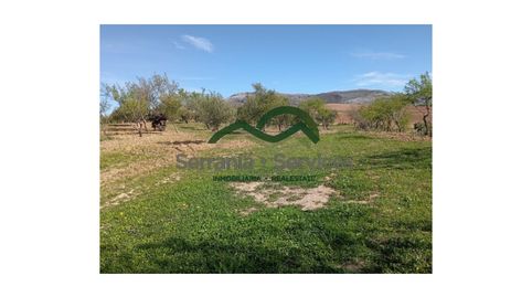 Foto 4 de Finca rústica en venta en Partidas Norte, Ronda