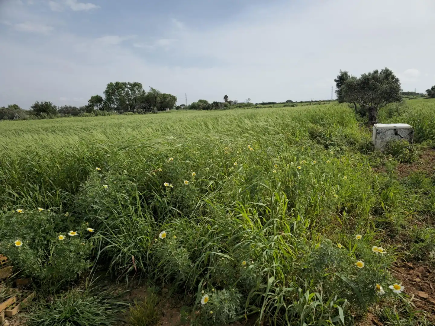 Finca rústica en venta en Puerto Real con Trastero