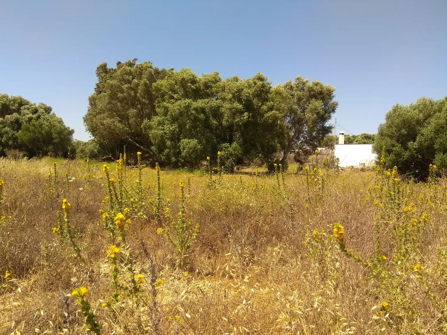 Terreno rustico in vendita a San Bernabé, imagen 18