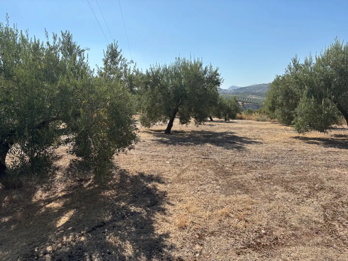 Terreno rustico in vendita a Baena, imagen 2