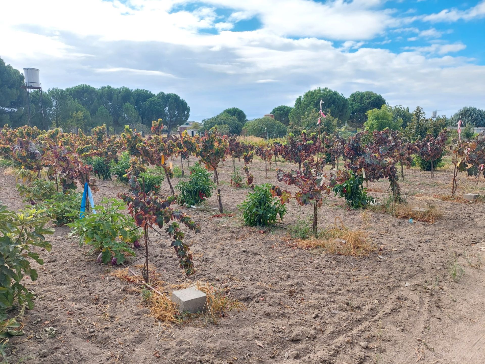 Garden of Land for sale in Santa Cruz del Retamar