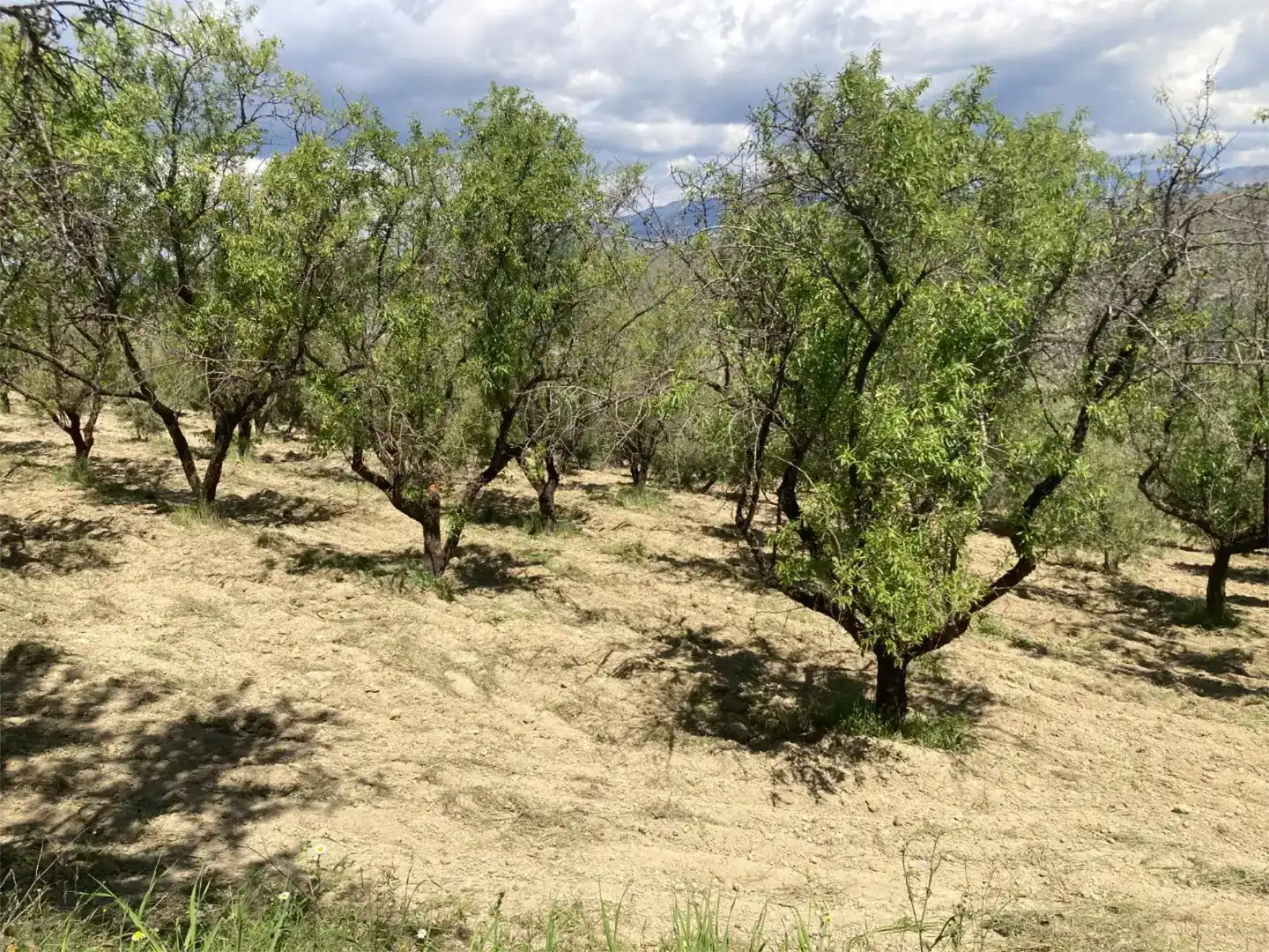 Finca rústica en venda en Güéjar Sierra