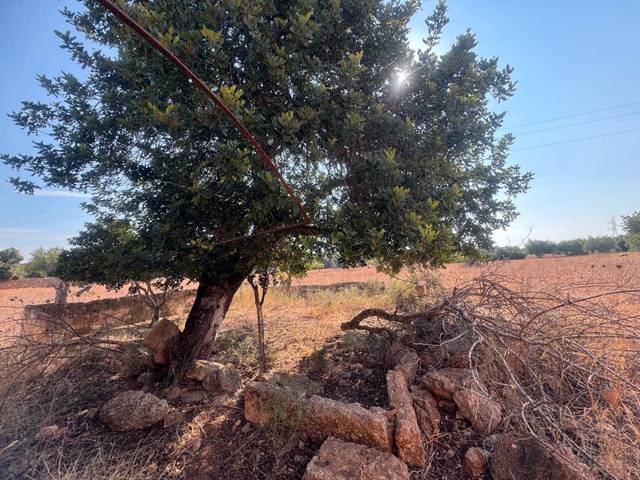 Terreno en Venta en Centro