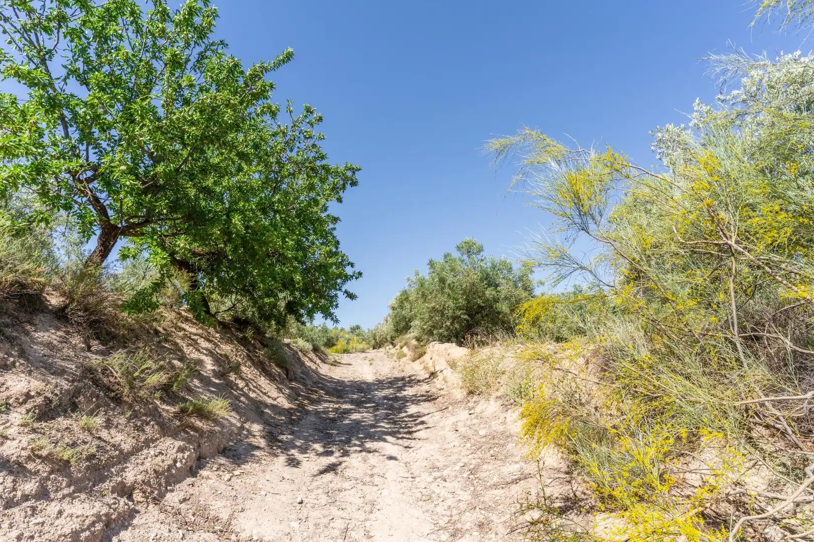 Vista exterior de Terreno en venta en Tíjola