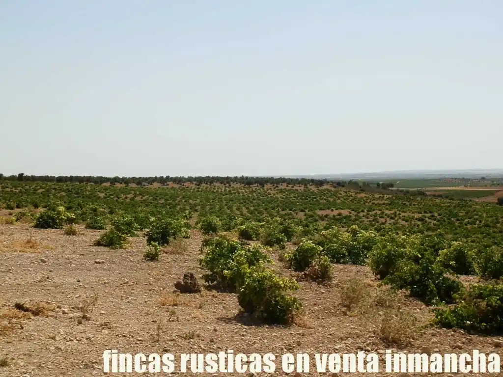 Terreni e lotti in vendita a Mota del Cuervo, imagen 9