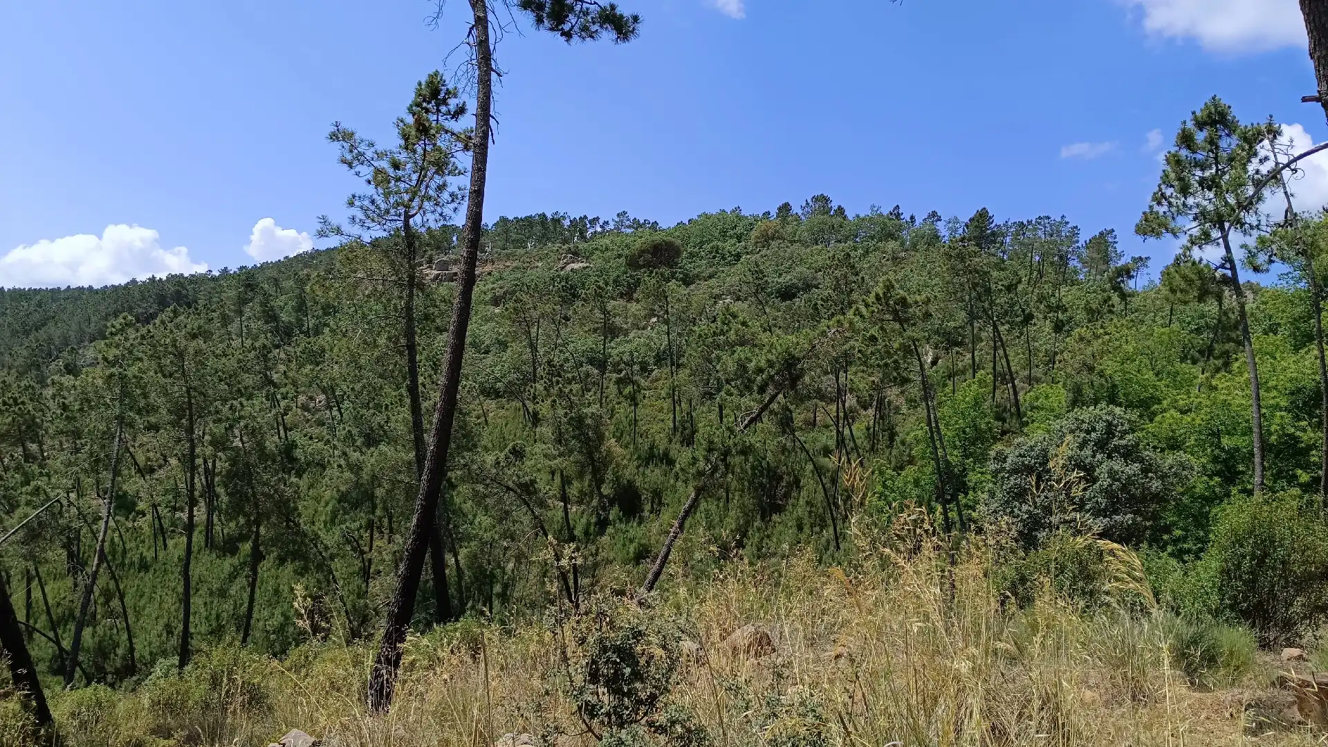 Residencial en venta en Monesterio