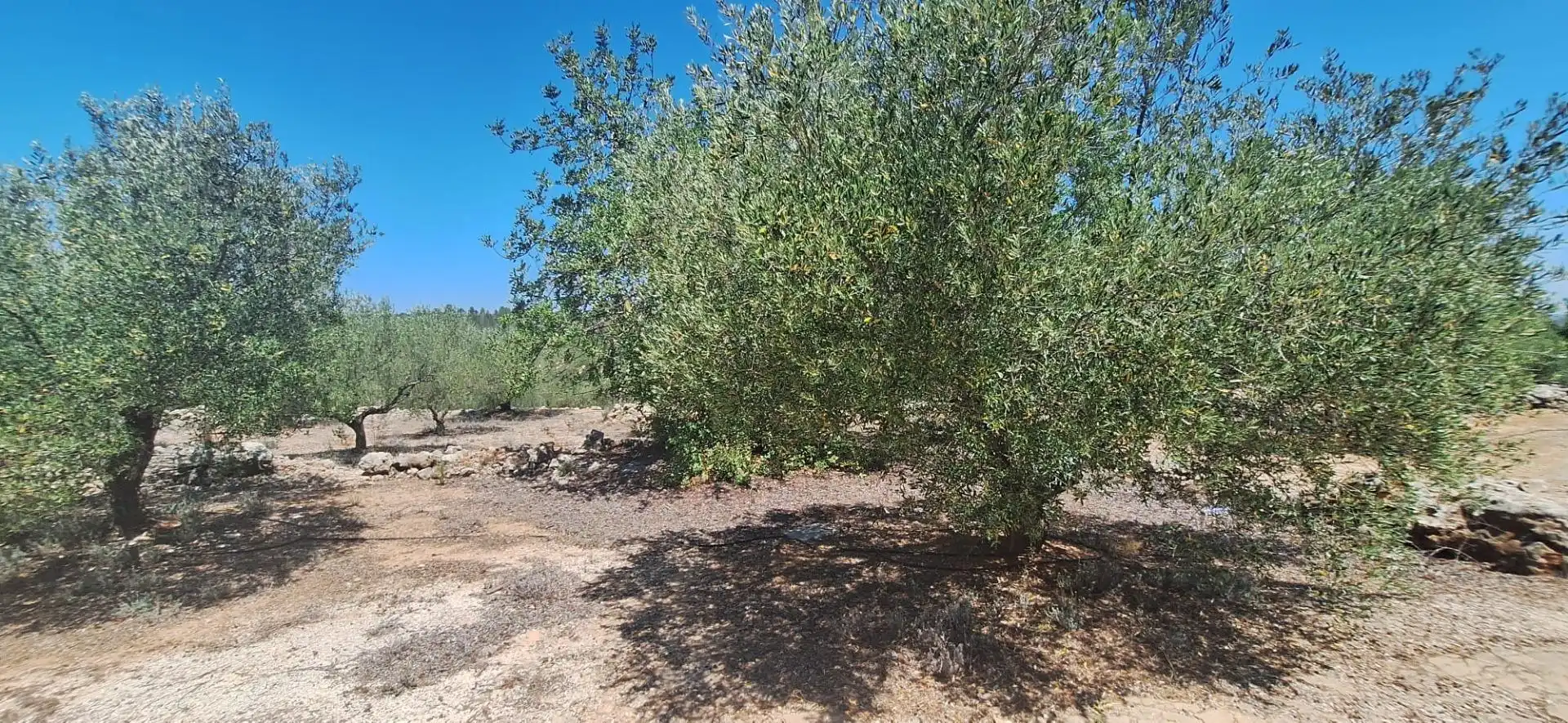 Terrain résidentiel à vendre à Chella, imagen 3