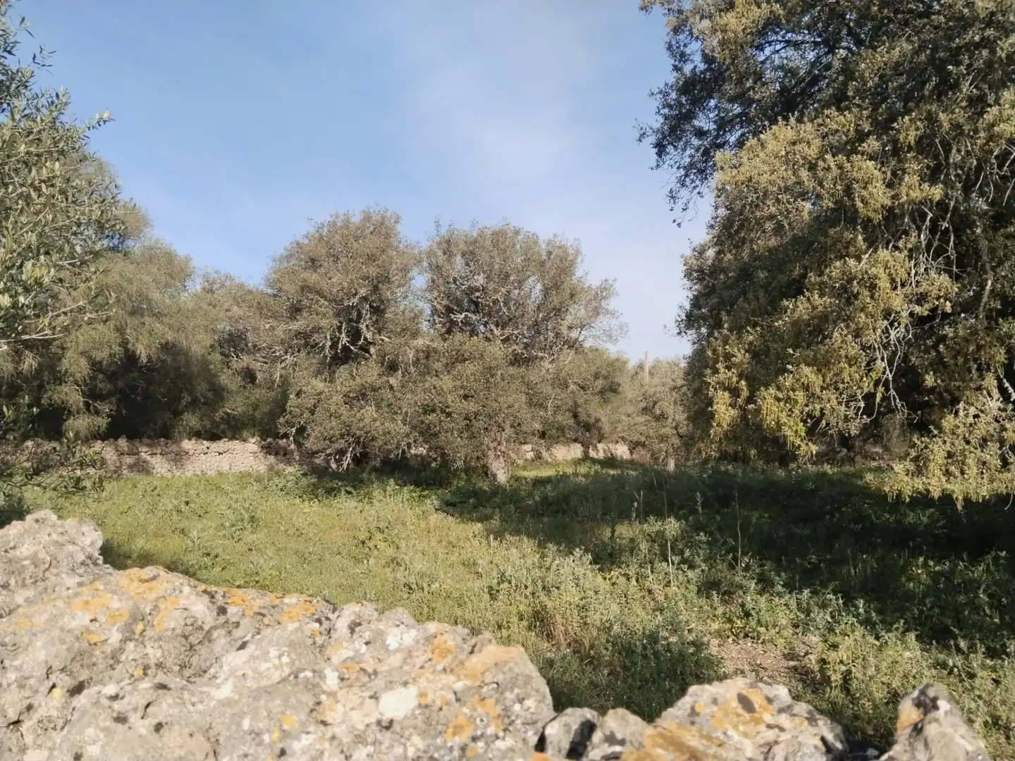 Rural land for sale in Felanitx Poble, imagen 5