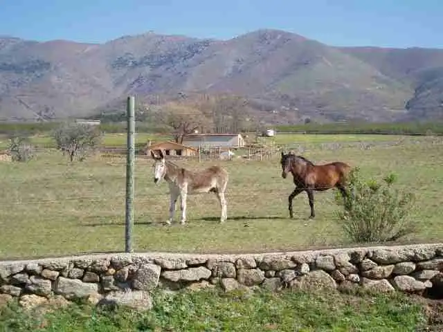 Terreni e lotti in vendita a Candeleda, imagen 15