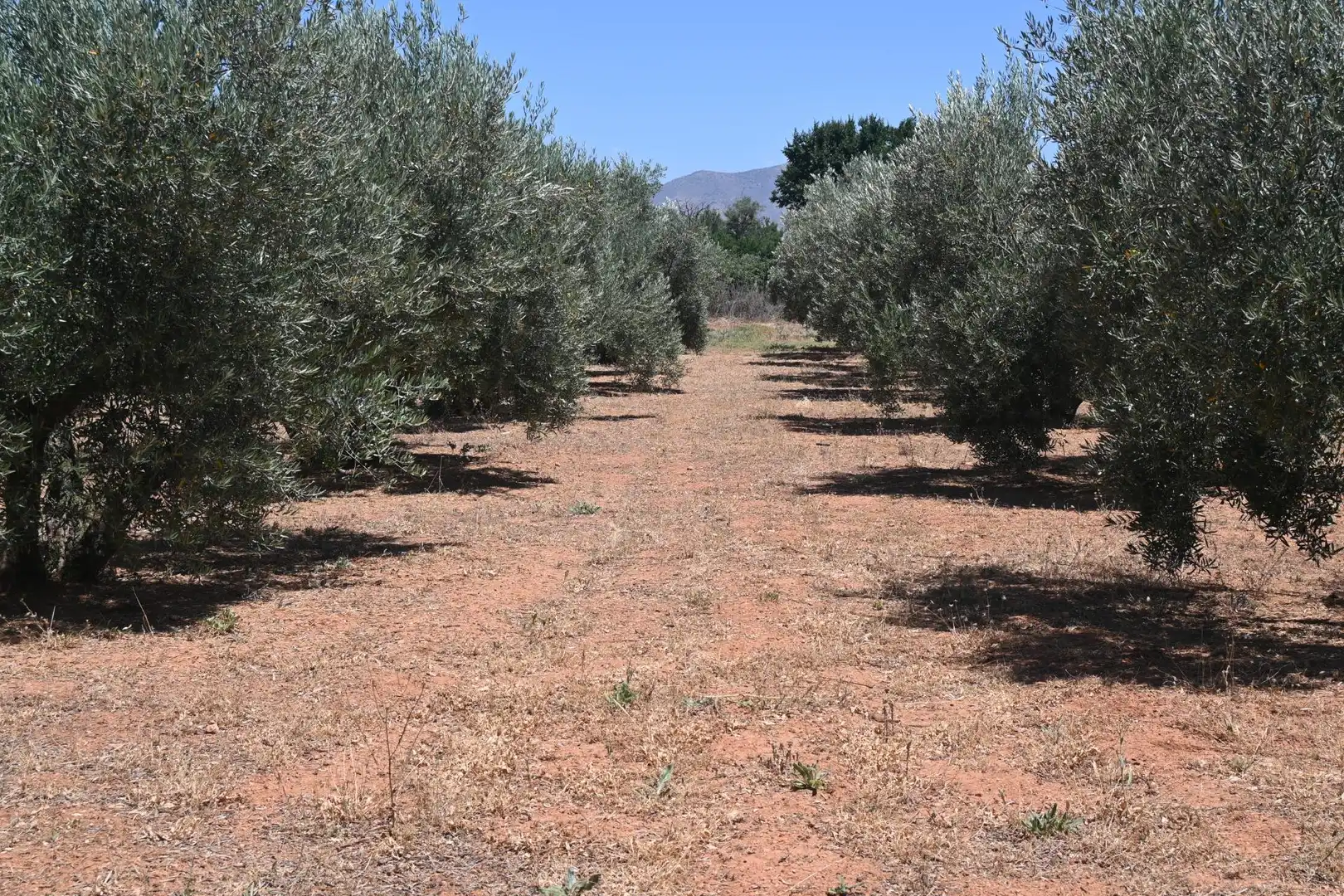 Terreni e lotti in vendita a Albolote, imagen 12