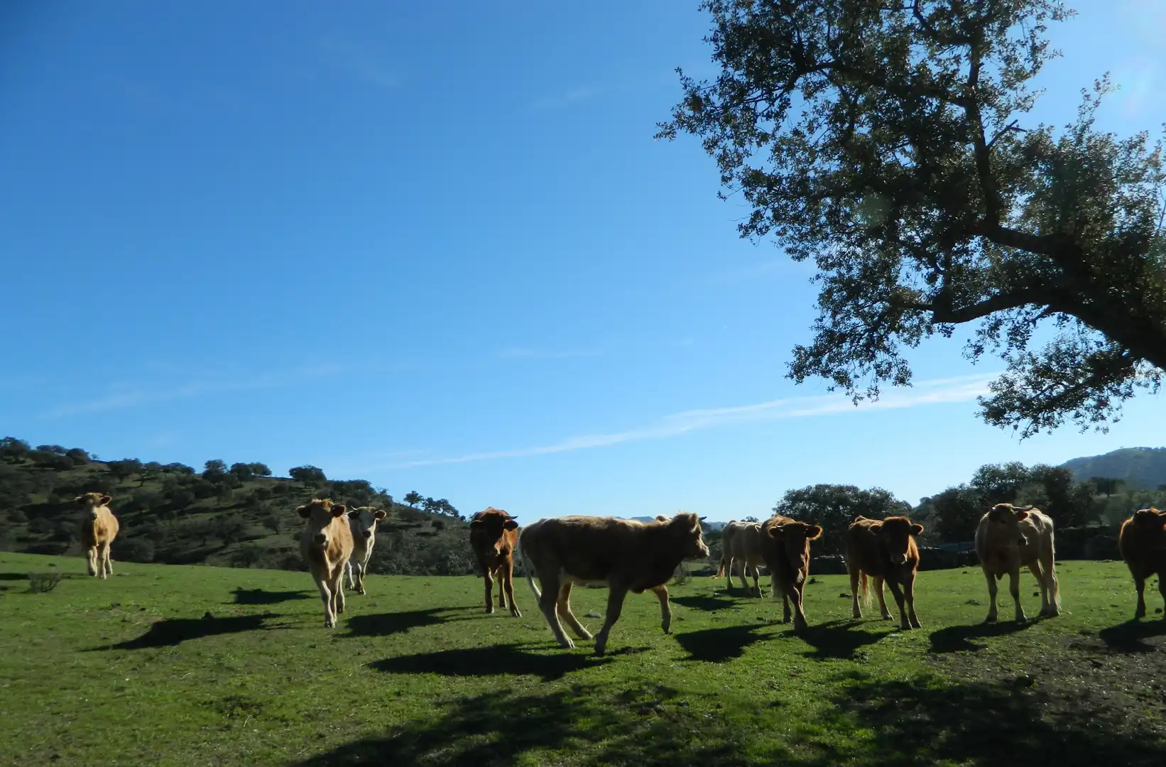 Rural land for sale in La Hispanidad - Verdeluz, imagen 44