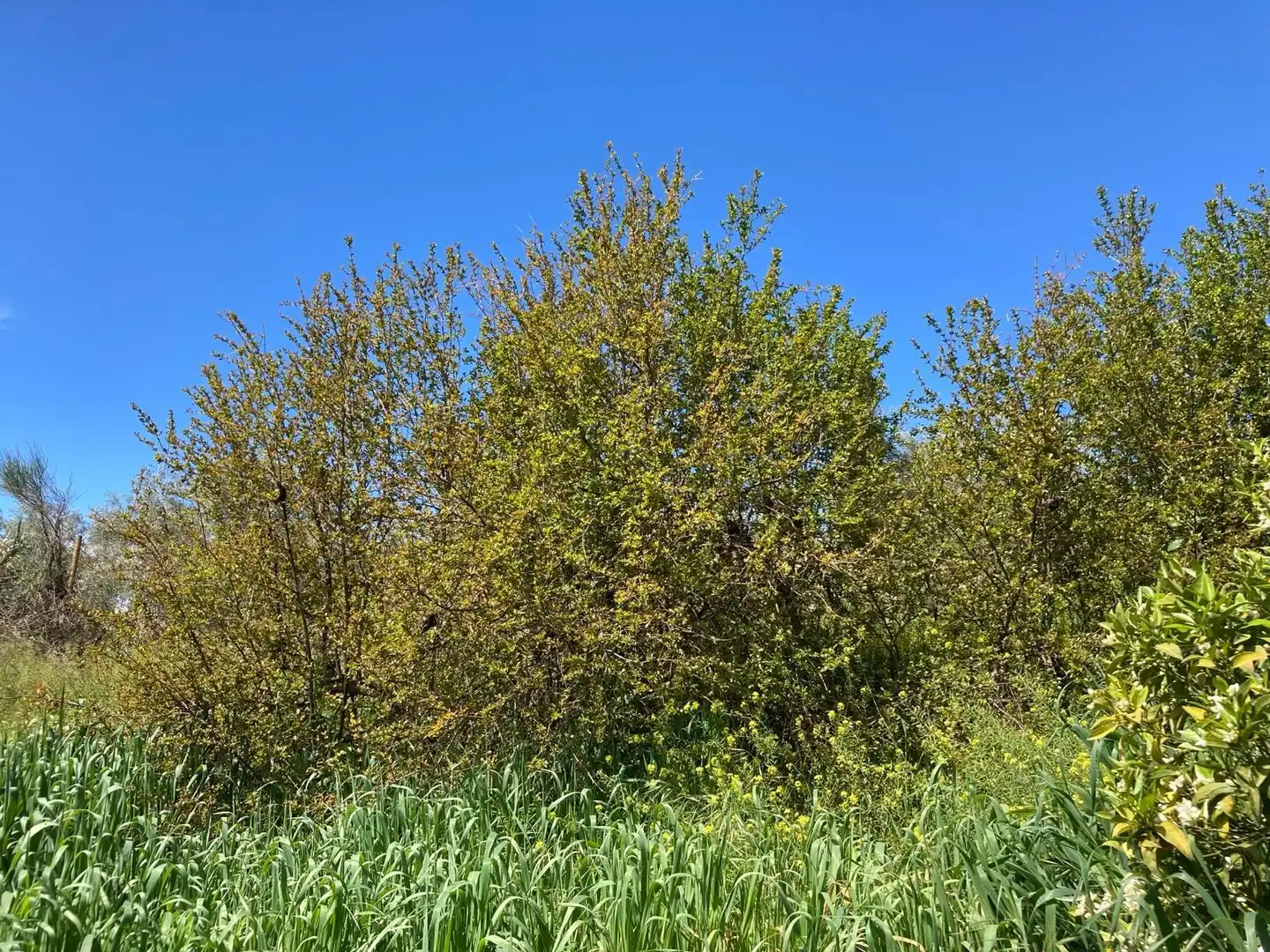 Casa rústica amb jardí en venda a Bobadilla - Bobadilla Estación - La Joya, imagen 11