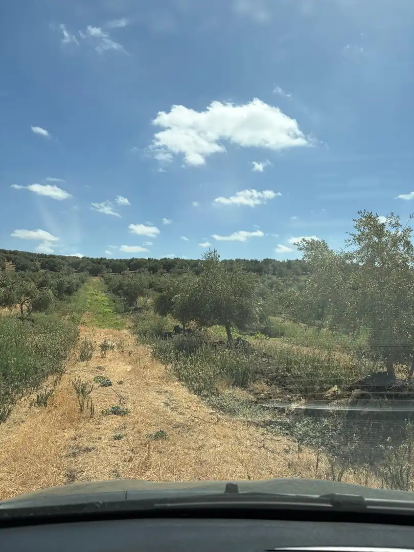Terreno rustico in vendita a Santaella, imagen 11