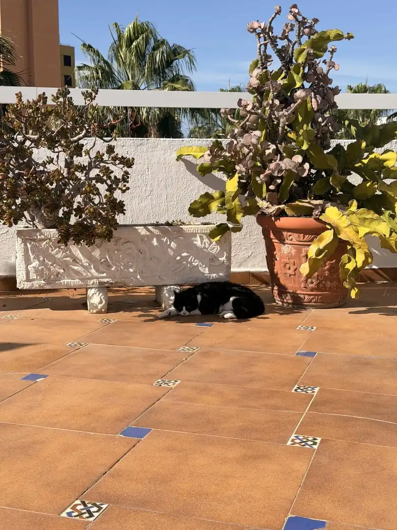 Exterior view of Flat for sale in Adeje  with Air Conditioner, Terrace and Furnished