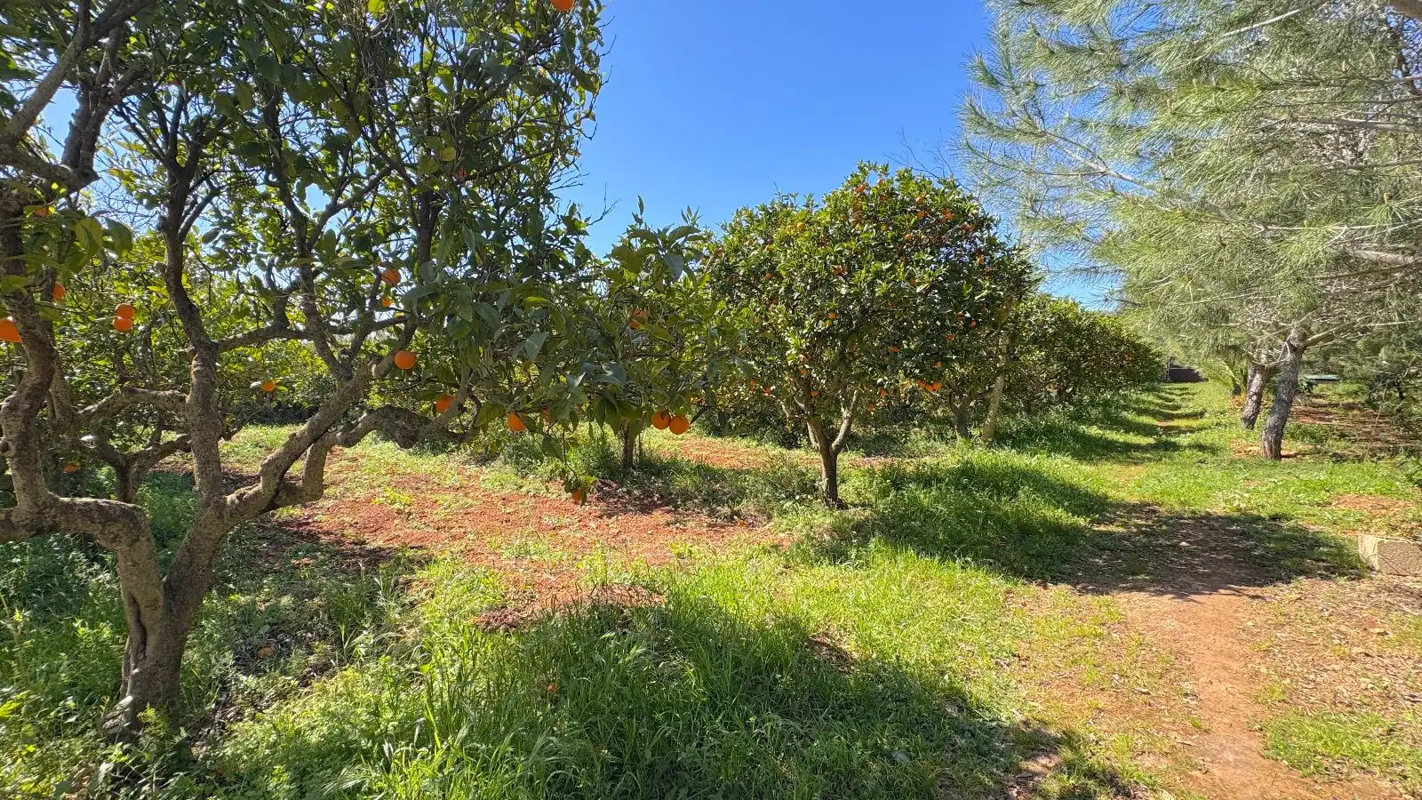 Finca rústica en venta en Santa María del Camí con Calefacción, Jardín privado y Terraza