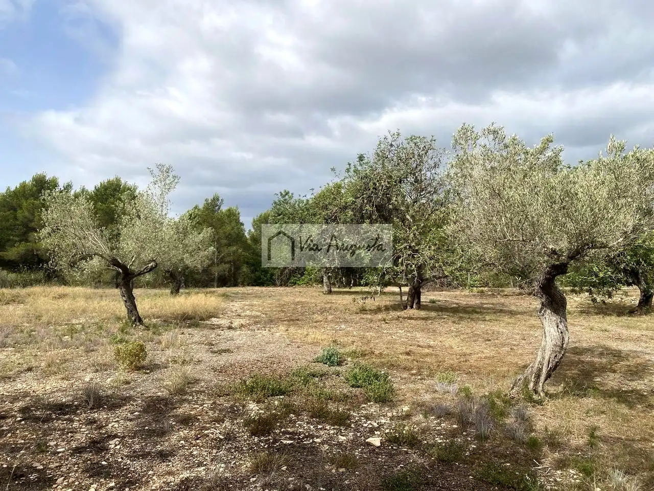 Terreno rustico in vendita a Mas de Baralluga