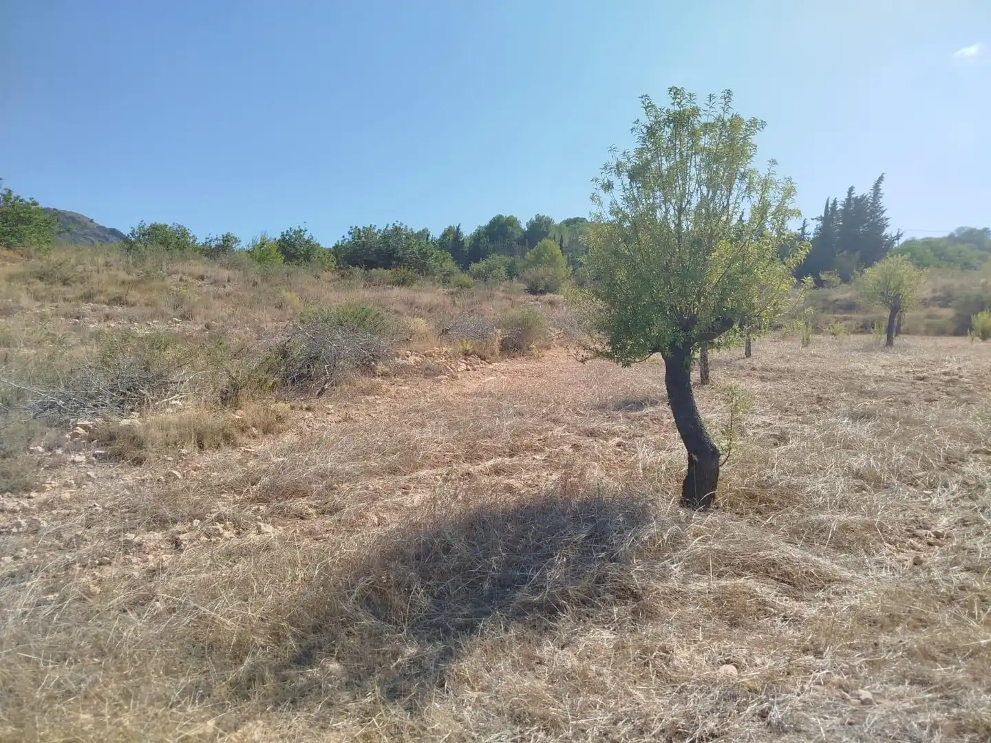 Terreno rústico en venta en Pedanías Oeste, imagen 3
