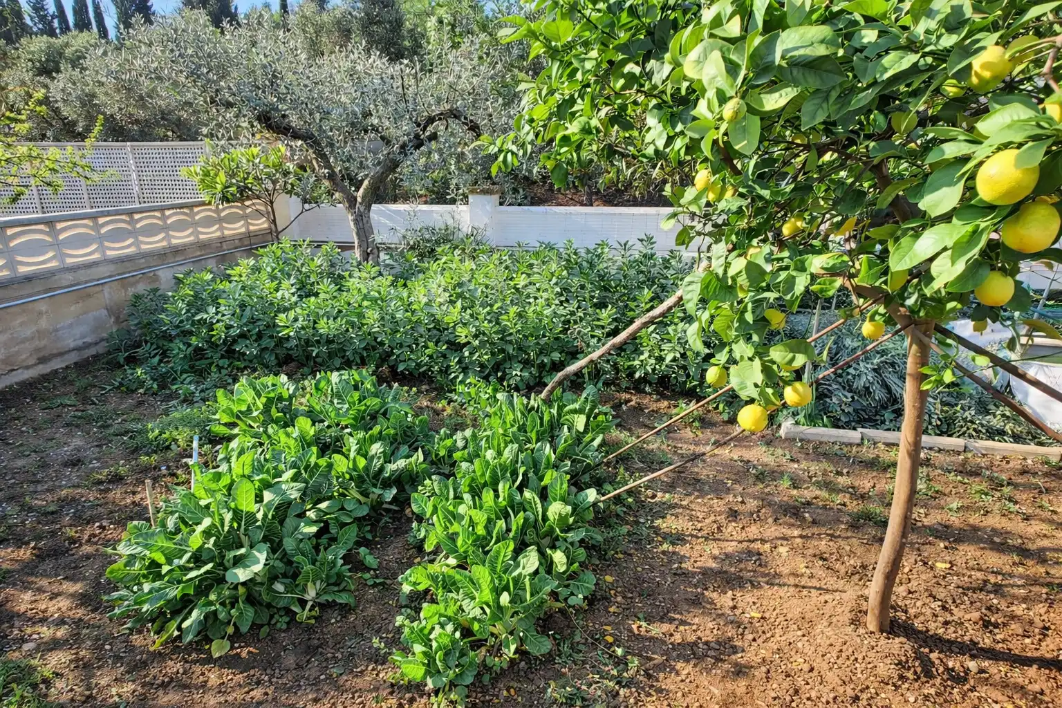 Jardín de Casa o chalet en venta en El Vendrell
