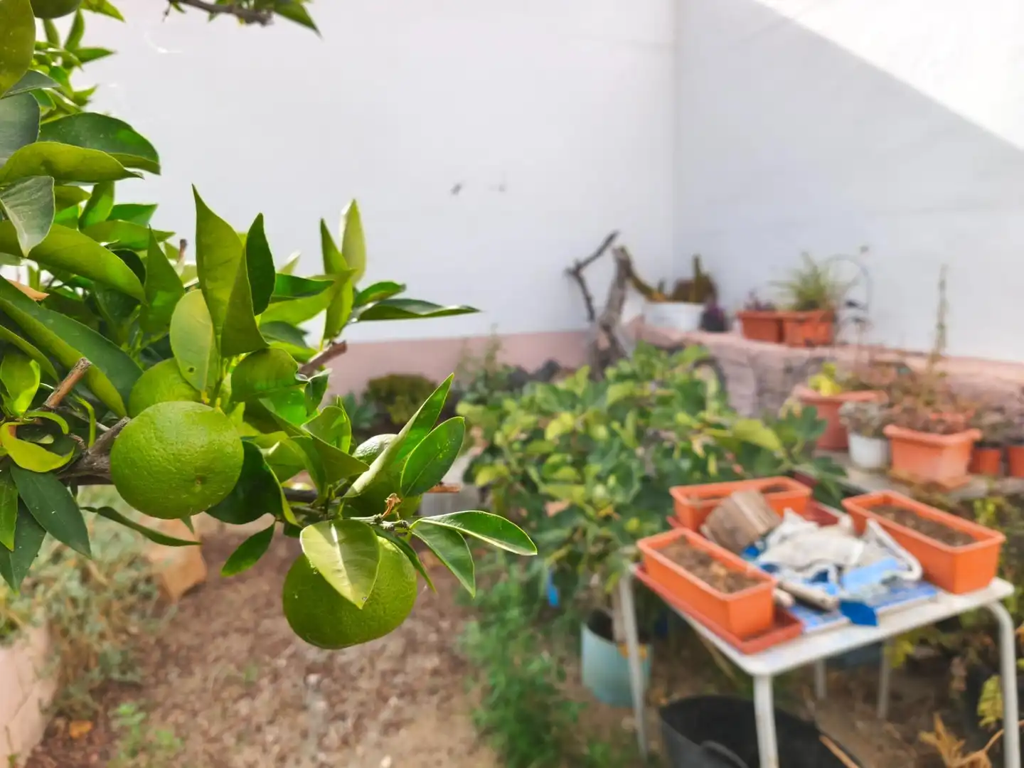 Jardí de Casa o xalet en venda en Candelaria amb Aire condicionat, Jardí privat i Terrassa