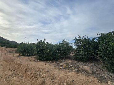 Terreno residencial en venta en Calle Polígono 6
