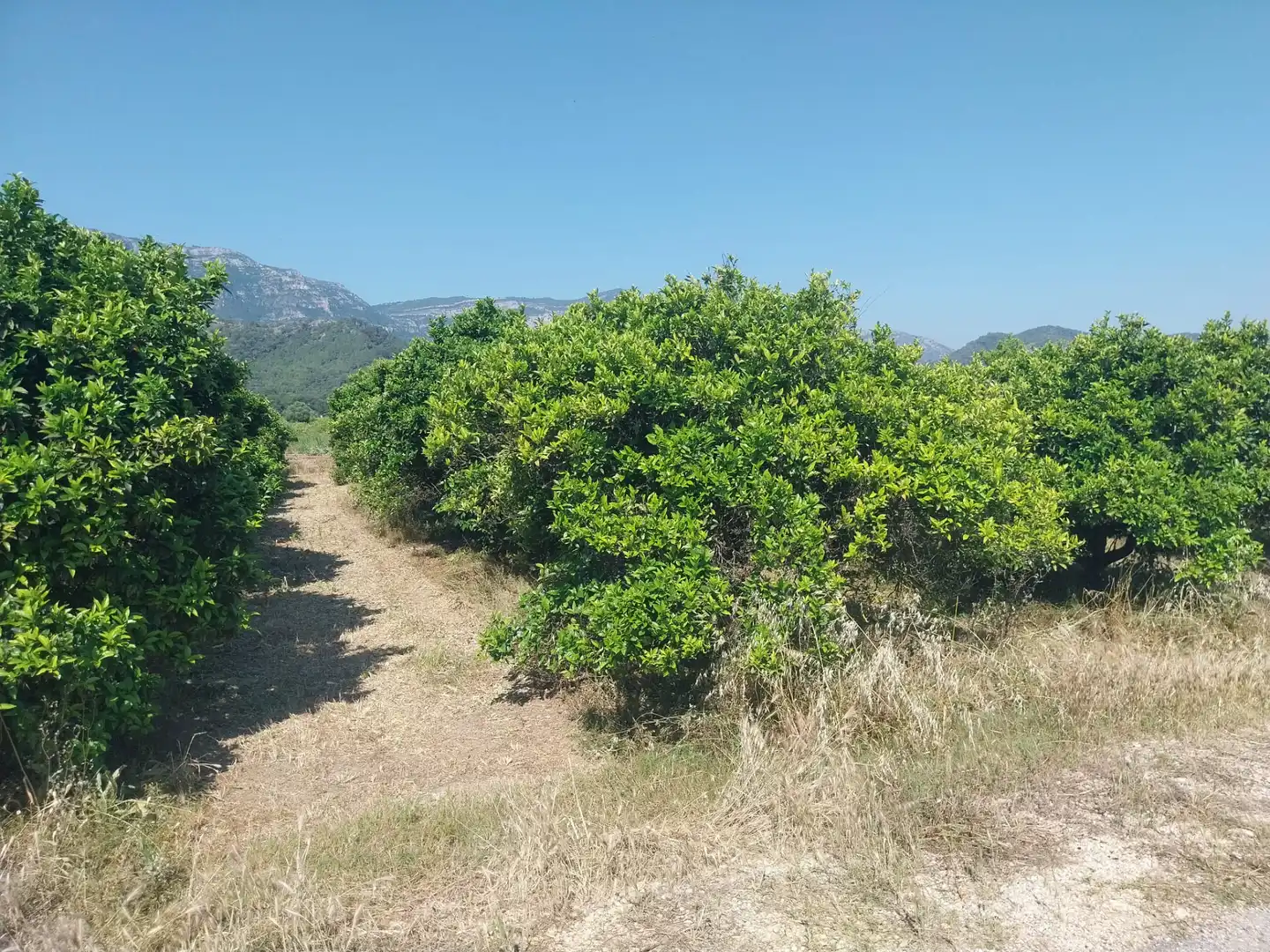 Rural land for sale in Tavernes de la Valldigna, imagen 7