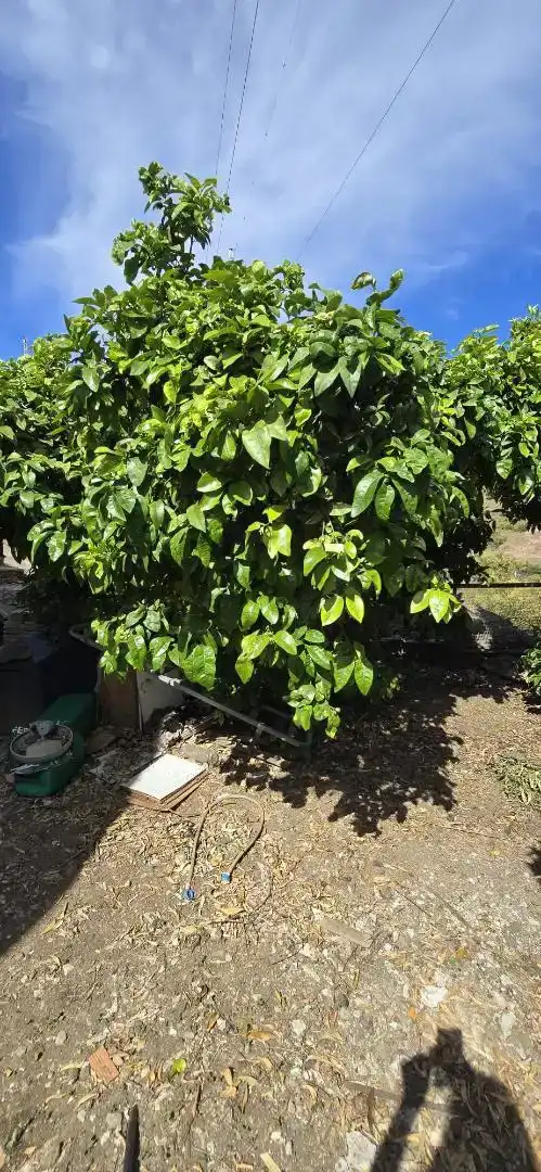 Jardí de Casa o xalet en venda en Avda Pescia - Ctra de Frigiliana