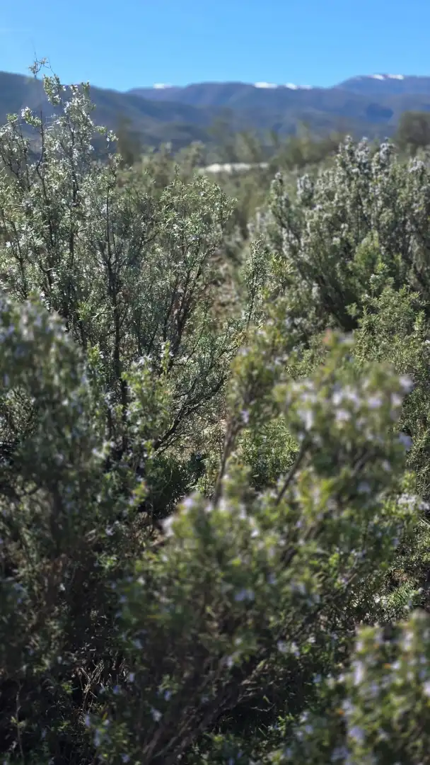 Garden of Country homes for sale in Padules, Almería