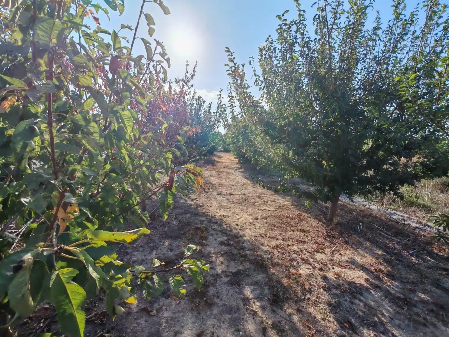 Rural land for sale in Benavites, imagen 10