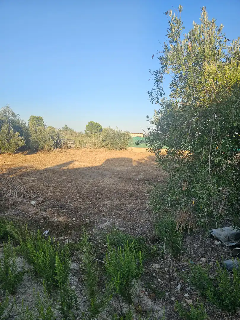 Terreny rústic en venda a Ceutí, imagen 5