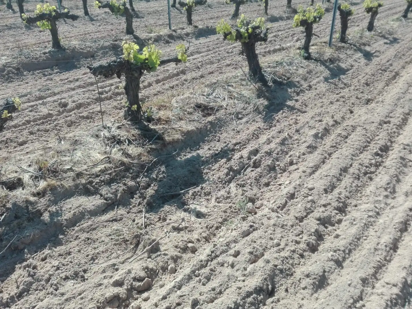 Land for sale in Cazurra