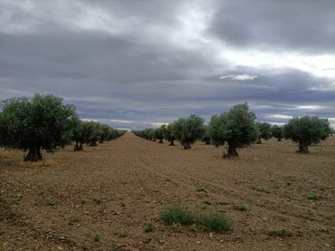 Terreno rustico in vendita a Chueca
