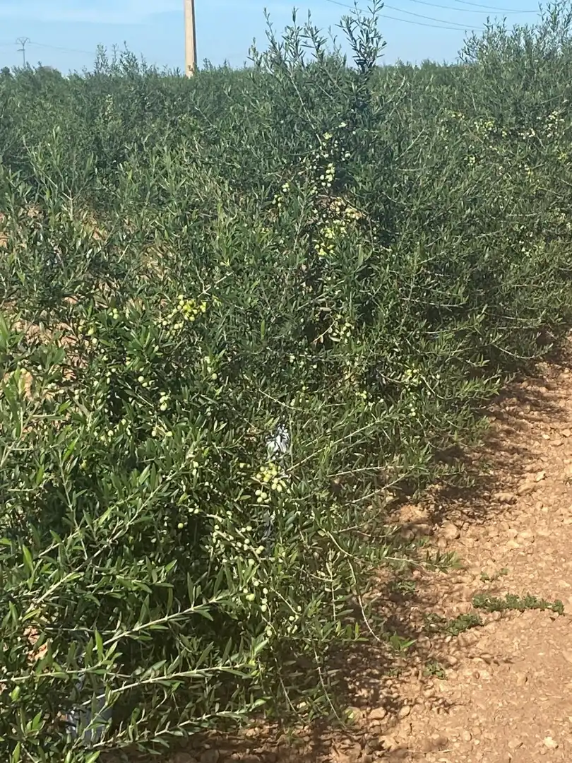 Terreno rustico in vendita a Calle García Pavón, imagen 21