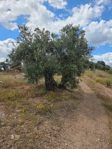 Terreno en Venta en La Carolina
