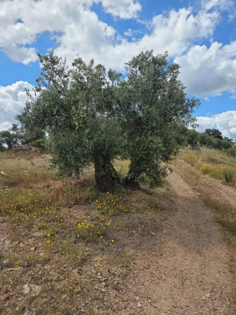 Terreni e lotti in vendita a La Carolina