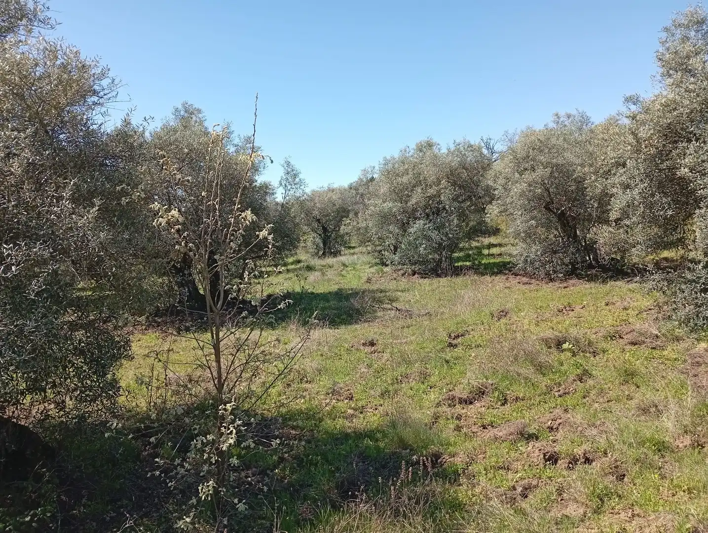 Terreni e lotti in vendita a Valverde de la Vera, imagen 9