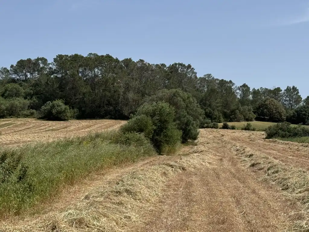 Terreny rústic en venda a Sineu, imagen 8