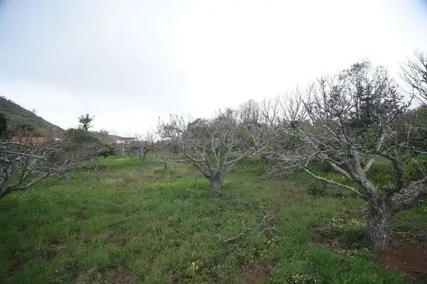 Finca rústica en venda a Calle la Caridad, Tacoronte - Los Naranjeros