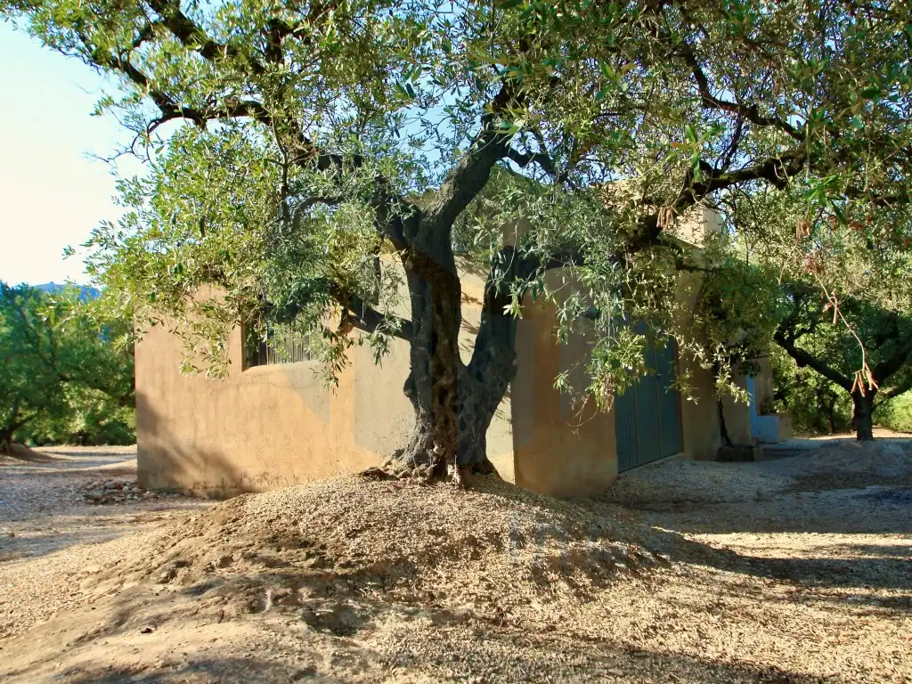 Jardín de Finca rústica en venta en Roquetes
