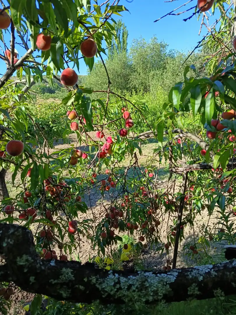 Garden of Land for sale in Jarandilla de la Vera