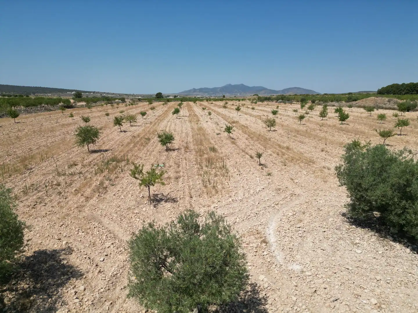 Terreno residencial en venta en El Pinós / Pinoso, imagen 13