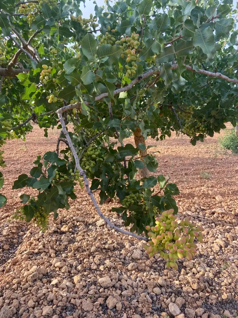 Jardín de Casa o chalet en venta en Ciudad Real con Aire acondicionado, Calefacción y Jardín privado