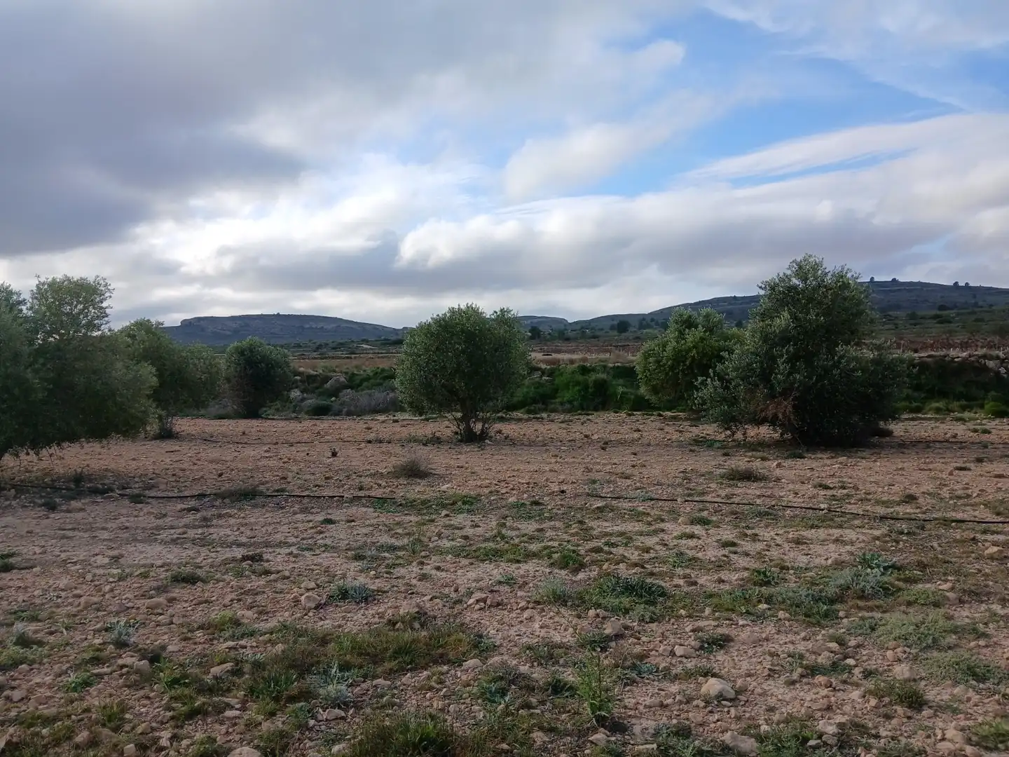 Residential land for sale in Yecla, imagen 6