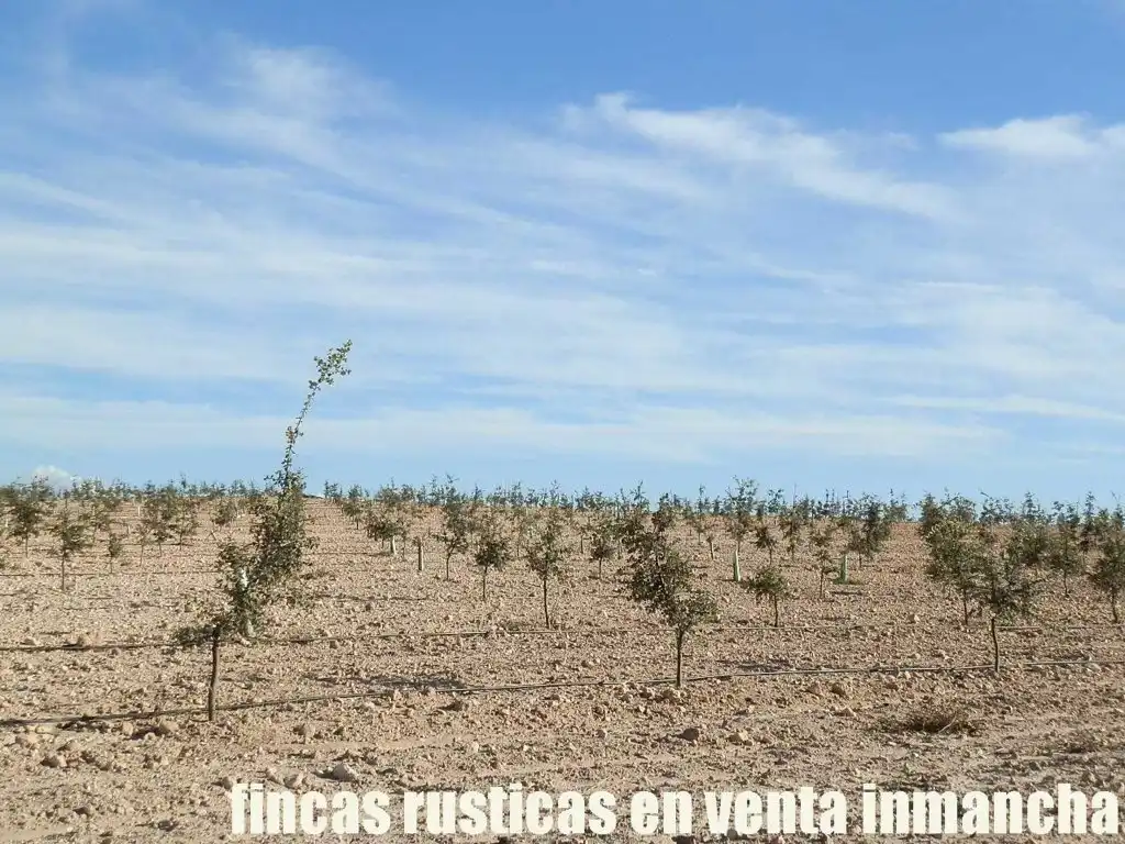 Rustikales Grundstück zum Verkauf in Jumilla, imagen 19