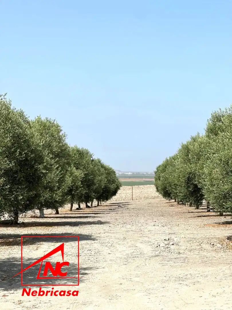 Vista exterior de Finca rústica en venda en Lebrija amb Aire condicionat i Moblat