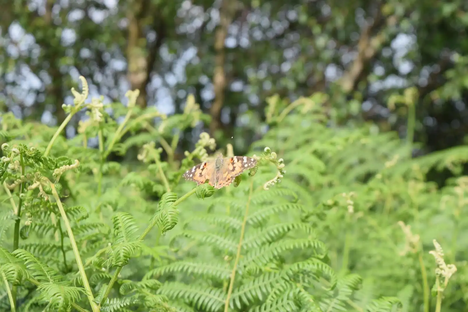 Jardí de Finca rústica en venda en Cudillero