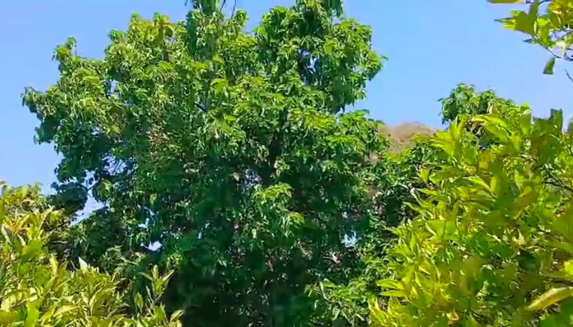 Vista exterior de Casa o xalet en venda en Vejer de la Frontera