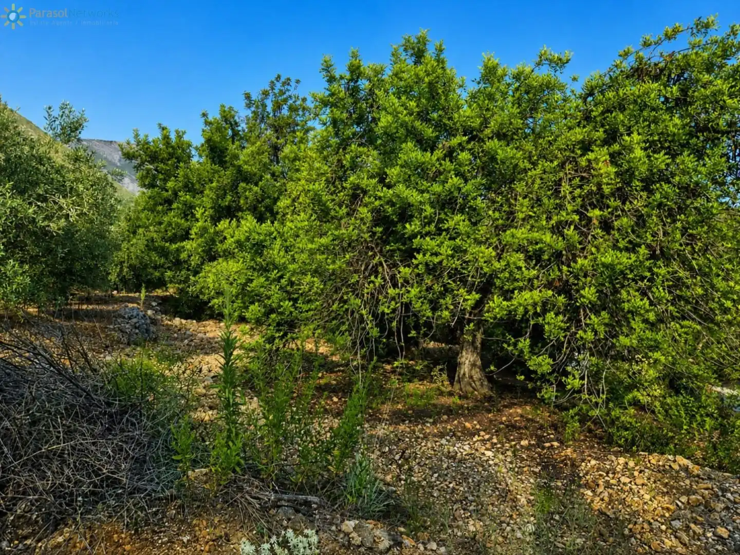 Rural land for sale in L'Atzúbia, imagen 4