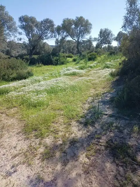 Terrain rustique à vendre à Vejer, imagen 5