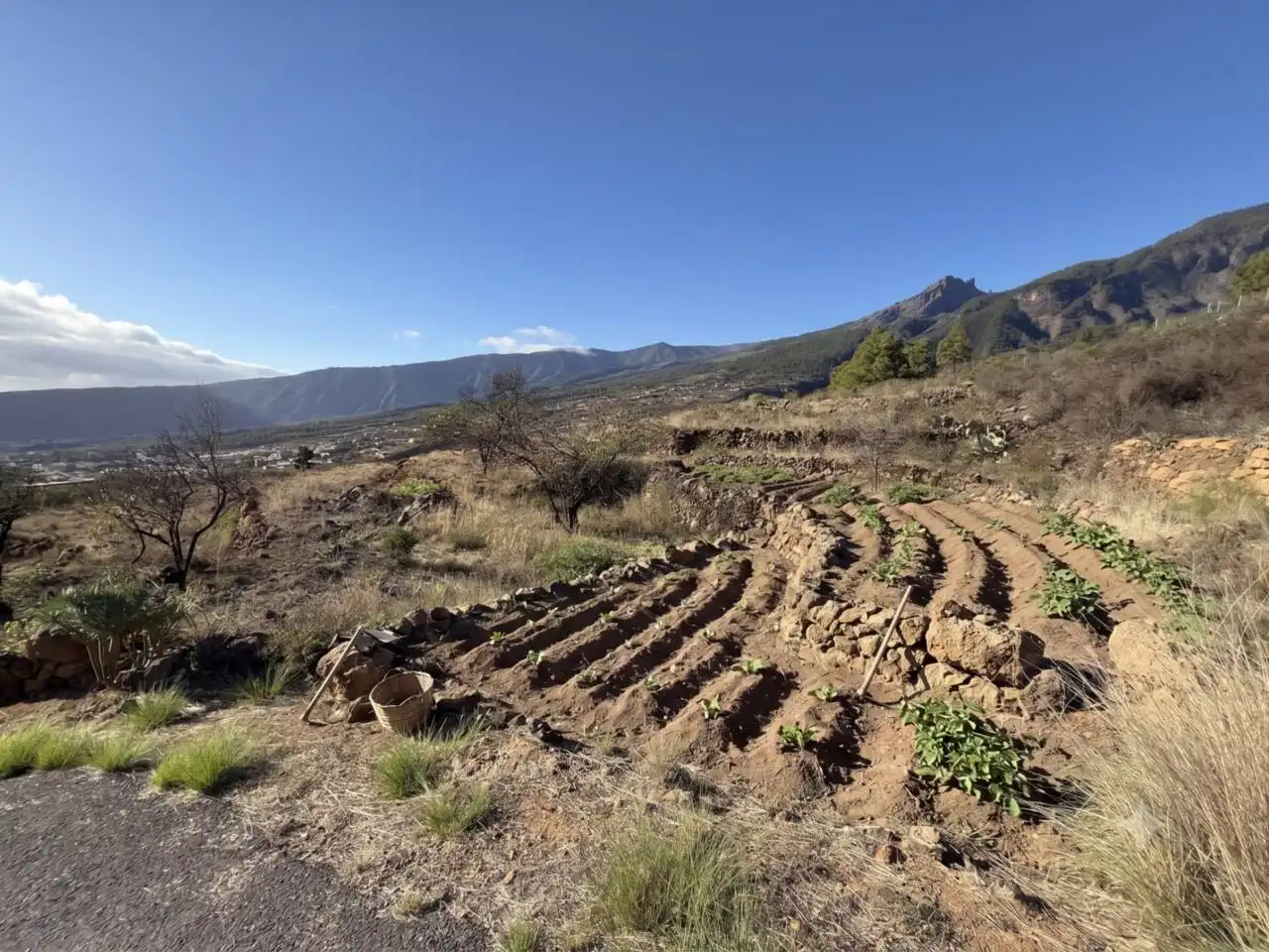 Rural land for sale in Camino Montesinas, imagen 2